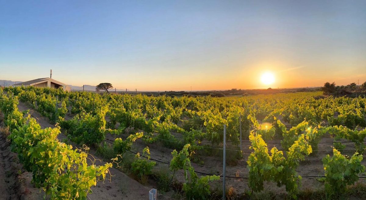 Cantina Li Duni winery