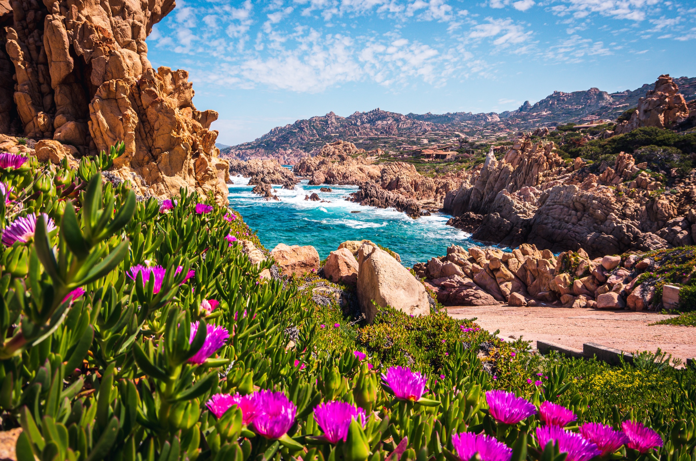 Pink Carpobrotus flowers in bloom along the granite Costa Paradiso coastline